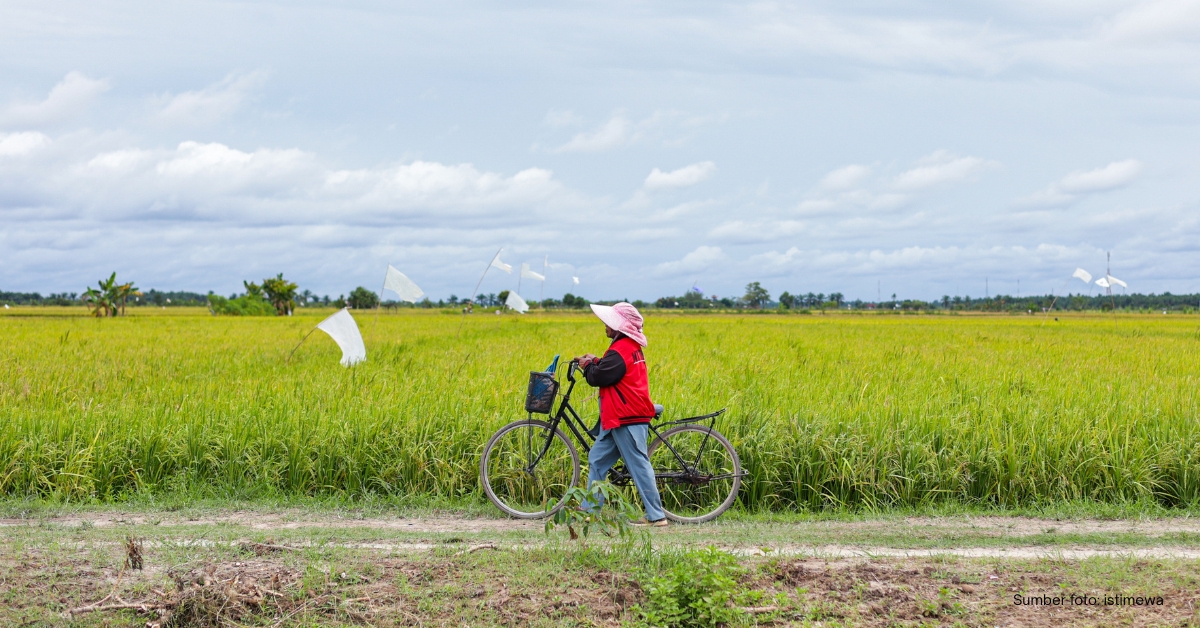 Produksi Padi Riau 2025 Meningkat 4,51 Persen, Luas Panen Capai 59,50 Ribu Hektare