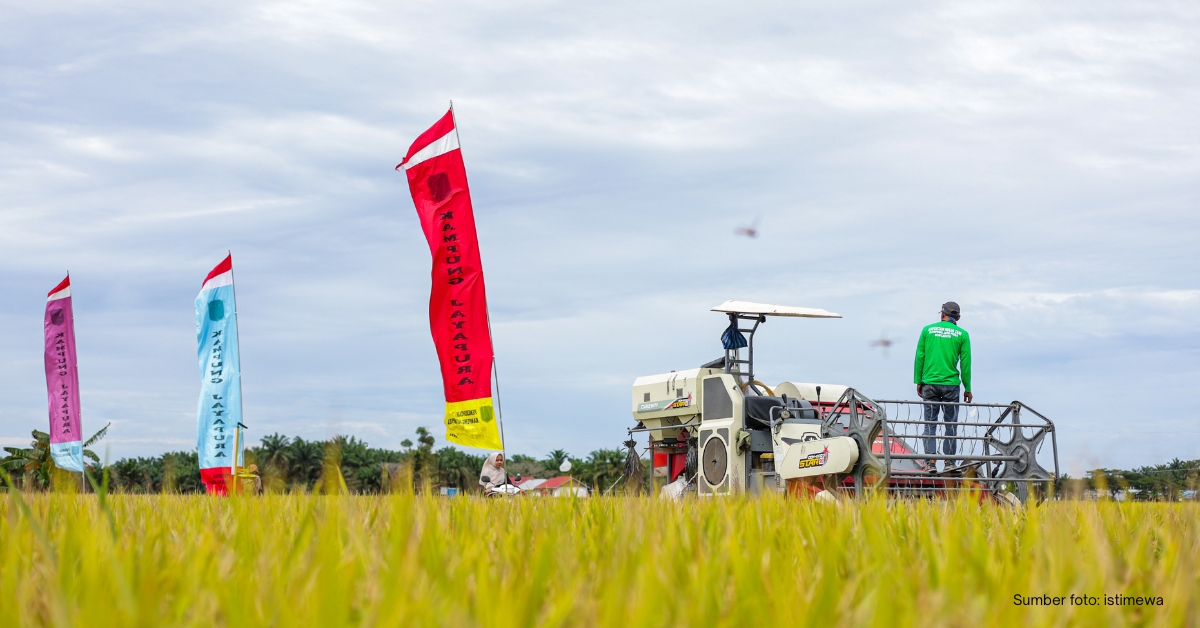 Menilik Capaian Produksi Beras Riau 2025: Tantangan dan Peluang di Tengah Kenaikan Luas Panen
